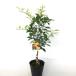 komi can маленький mi can высота дерева 0.6m передний и задний (до и после) 15cm pot ( одиночный товар )( бесплатная доставка ) рассада растение саженец фруктовое дерево рассада . дерево ..