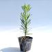 la can maki высота дерева 0.2m передний и задний (до и после) 10.5cm pot ( одиночный товар )( бесплатная доставка ) рассада растение саженец 