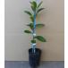  orange kre mainte .n height of tree 0.5m rom and rear (before and after) 15cm pot (30 pcs set )( free shipping ) easy . veranda also plant sapling garden 