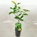 hebe.(he Beth ) height of tree 0.5m rom and rear (before and after) 15cm pot (30 pcs set )( free shipping ) easy . veranda also plant sapling garden 