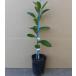 yuz(..) много рисовое поле . высота дерева 0.2m передний и задний (до и после) 9.0cm pot (5 шт. комплект )( бесплатная доставка ) легкий . веранда тоже рассада растение саженец фруктовое дерево рассада . дерево ..