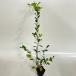  голубика Home bell высота дерева 0.5 передний и задний (до и после) 10.5cm pot ( одиночный товар ) рассада растение саженец фруктовое дерево рассада . дерево 