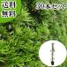  подокарп крупнолистный высота дерева 0.5m передний и задний (до и после) 10.5cm pot (30 шт. комплект )( бесплатная доставка ) рассада растение саженец 
