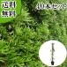 �C�k�}�L ����0.5m�O�� 10.5cm�|�b�g �i40�{�Z�b�g�j�i���������j  �c �A�� �c��