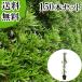  подокарп крупнолистный высота дерева 0.5m передний и задний (до и после) 10.5cm pot (150 шт. комплект )( бесплатная доставка ) рассада растение саженец 