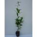  круглый дуб высота дерева 0.5m передний и задний (до и после) 10.5cm pot ( одиночный товар ) рассада растение саженец двор 