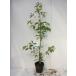  круглый дуб высота дерева 1.0m передний и задний (до и после) 15cm pot ( одиночный товар ) рассада растение саженец двор 