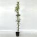  подокарп крупнолистный высота дерева 0.8m передний и задний (до и после) 15cm pot ( одиночный товар ) рассада растение саженец двор 