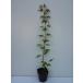 iro - momiji высота дерева 0.5m передний и задний (до и после) 10.5cm pot ( одиночный товар ) рассада растение саженец двор 