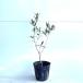 оливковый высота дерева 0.3m передний и задний (до и после) 10.5cm pot ( одиночный товар ) рассада растение саженец двор 