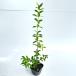  серебристый ba кальмар высота дерева 0.3m передний и задний (до и после) 9.0cm pot ( одиночный товар ) рассада растение саженец двор 
