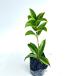  османтус высота дерева 0.3m передний и задний (до и после) 10.5cm pot ( одиночный товар ) рассада растение саженец 