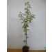  черный ganemochi высота дерева 0.5m передний и задний (до и после) 10.5cm pot ( одиночный товар ) рассада растение саженец двор 