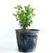 ksatsuge высота дерева 0.15m передний и задний (до и после) 12cm pot ( одиночный товар ) рассада растение саженец 