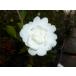 sa The nka( белый цветок )a Sakura высота дерева 0.4m передний и задний (до и после) 10.5cm pot ( одиночный товар ) рассада растение саженец двор 
