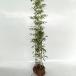 クロチク 樹高1.3m前後 根巻き （ 単 品 ）（送料無料）  苗 植木 苗木 庭