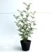  вечнозеленый ясень высота дерева 0.3m передний и задний (до и после) 10.5cm pot ( одиночный товар ) рассада растение саженец 