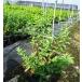 kote Мали высота дерева 0.5m передний и задний (до и после) 15cm pot ( одиночный товар ) рассада растение саженец двор 
