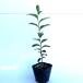  коричневый noki высота дерева 0.3m передний и задний (до и после) 10.5cm pot ( одиночный товар ) рассада растение саженец двор 