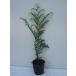  кипарис высота дерева 0.5m передний и задний (до и после) 10.5cm pot ( одиночный товар ) рассада растение саженец двор 
