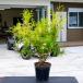 filifela ole a высота дерева 0.3m передний и задний (до и после) 15cm pot ( одиночный товар ) рассада растение саженец двор 