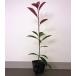 красный Robin высота дерева 0.4m передний и задний (до и после) 10.5cm pot ( одиночный товар ) рассада растение саженец 