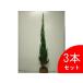  blue angel height of tree 1.5m rom and rear (before and after) root volume (2 pcs set )( free shipping ) seedling plant sapling garden 