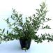 hime гардения высота дерева 0.3m передний и задний (до и после) 13.5~15cm pot ( одиночный товар ) рассада растение поиск :ko гардения 