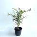 ma ho nia navy blue f.-sa height of tree 0.3m rom and rear (before and after) 15cm pot ( single goods ) seedling plant sapling garden 