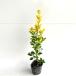 ougomasaki высота дерева 0.3m передний и задний (до и после) 10.5cm pot ( одиночный товар ) рассада растение саженец 