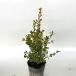  box дерево высота дерева 0.3m передний и задний (до и после) 15cm pot (20 шт. комплект )( бесплатная доставка ) рассада растение саженец двор 