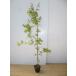 iro - momiji высота дерева 1.5m передний и задний (до и после) 18cm pot ( одиночный товар )( бесплатная доставка ) рассада растение саженец двор 