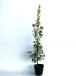 ougomasaki высота дерева 0.8m передний и задний (до и после) 15cm pot ( одиночный товар ) рассада растение саженец двор 