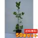 uba mega si высота дерева 0.3m передний и задний (до и после) 10.5cm pot (50 шт. комплект )( бесплатная доставка ) рассада растение саженец двор 