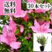  Satsuki азалия ( satsuki ) высота дерева 0.3m передний и задний (до и после) 15cm pot (30 шт. комплект )( бесплатная доставка ) рассада растение саженец двор 