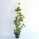  type The ki wooden высота дерева 0.8m передний и задний (до и после) 15cm pot (15 шт. комплект )( бесплатная доставка )............ рассада растение саженец двор 
