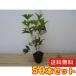 �V�L�U�L���N�Z�C ����0.25m�O�� 10.5cm�|�b�g �i50�{�Z�b�g�j�i���������j ���������������� �������� �c �A�� �c��