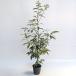  японский дуб сиракаши высота дерева 1.0m передний и задний (до и после) 15cm pot (15 шт. комплект )( бесплатная доставка ) рассада растение саженец двор 