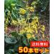  фарфугиум японский / 10.5cm pot (50 шт. комплект )( бесплатная доставка ) рассада растение саженец почвопокровные растения 