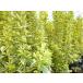  gold masaki высота дерева 0.4m передний и задний (до и после) 15cm pot (20 шт. комплект )( бесплатная доставка ) рассада растение саженец 