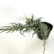  голубой ковровое покрытие / 13.5~15cm pot (20 шт. комплект )( бесплатная доставка ) рассада растение саженец двор почвопокровные растения 