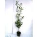  японский дуб сиракаши высота дерева 1.0m передний и задний (до и после) 15cm pot ( одиночный товар )( бесплатная доставка ) рассада растение саженец 