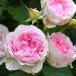  роза большой рассада four season zrosaolientisFour Seasons 4 сезон .. средний колесо роза роза rose 