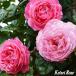  роза большой рассада ke Lunar флора Koelner Flora..CL climbing rose 6 номер горшок . рассада столица . роза садоводство korutesKORMAHENSI роза rose 