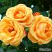  роза большой рассада Star Chaser Star Chaser..CL climbing rose 6 номер горшок . рассада столица . роза садоводство tiksonDICLINGO роза rose 