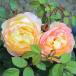  роза большой рассада orange лицо Orange Face orange розовый 4 сезон .. средний колесо cup ... rose .... Омори растения 