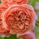  роза большой рассада Silkroad Silk Road orange маленький средний колесо ro Z .. выдерживающий болезнь .rosaolientis Progres sioRosaOrientis