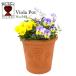 wichi Ford терракота цветочный горшок viola pot 6.5 номер горшок соответствует Британия производства Whichford VIOLA POT
