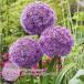  allium луковица party ba Rune z большой лампочка фиолетовый цвет 1 лампочка . пакет ввод a дракон mJ-GARDEN осень .. луковица no. 4 вид mail соответствует 