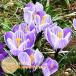  крокус луковица pick wi Crea большой колесо крокус фиолетовый диафрагмирования lilac 4 лампочка . пакет ввод ...bai цвет Омори растения Pickwick осень .. луковица no. 4 вид mail соответствует 